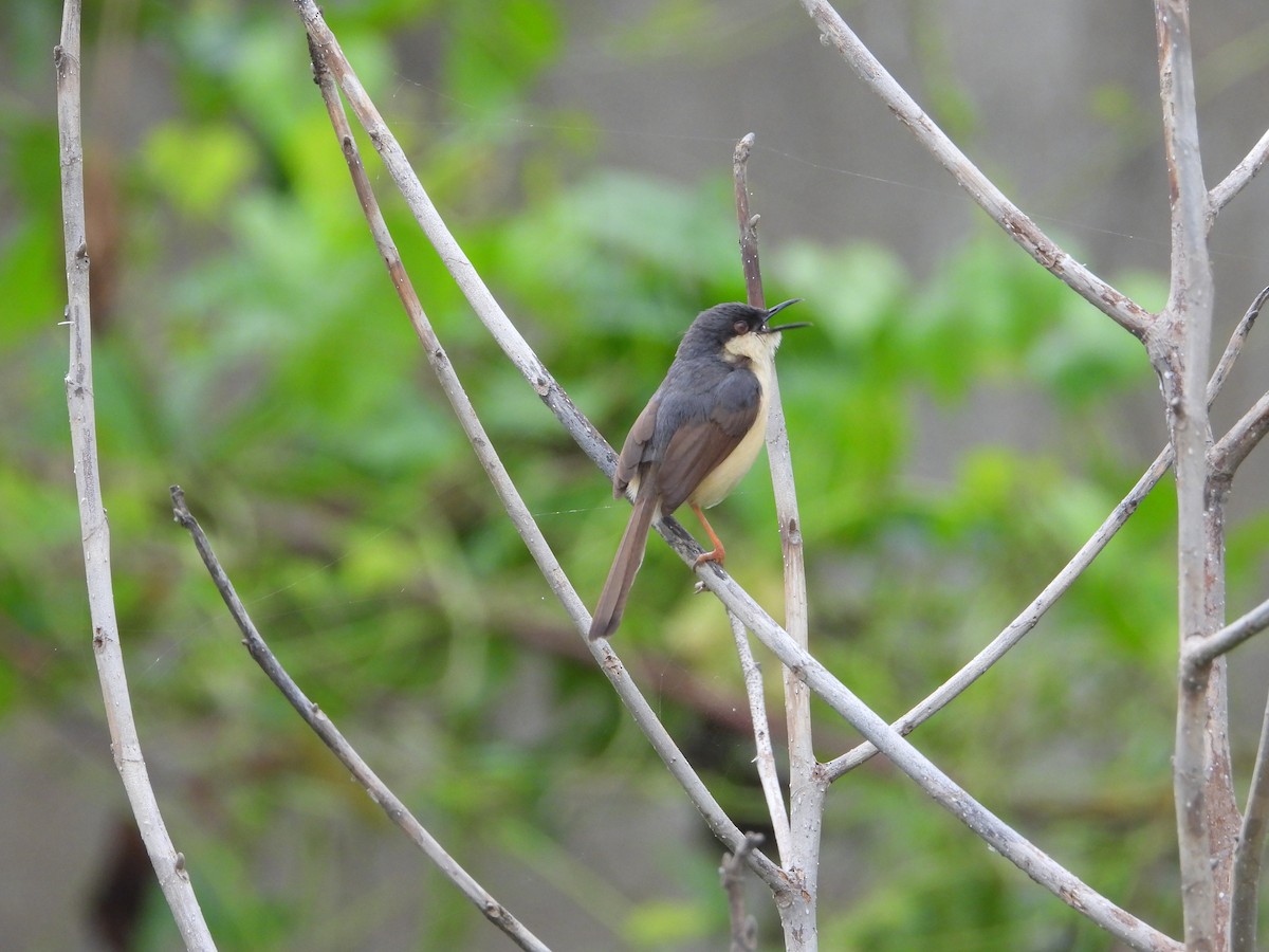 Ashy Prinia - ML623315475