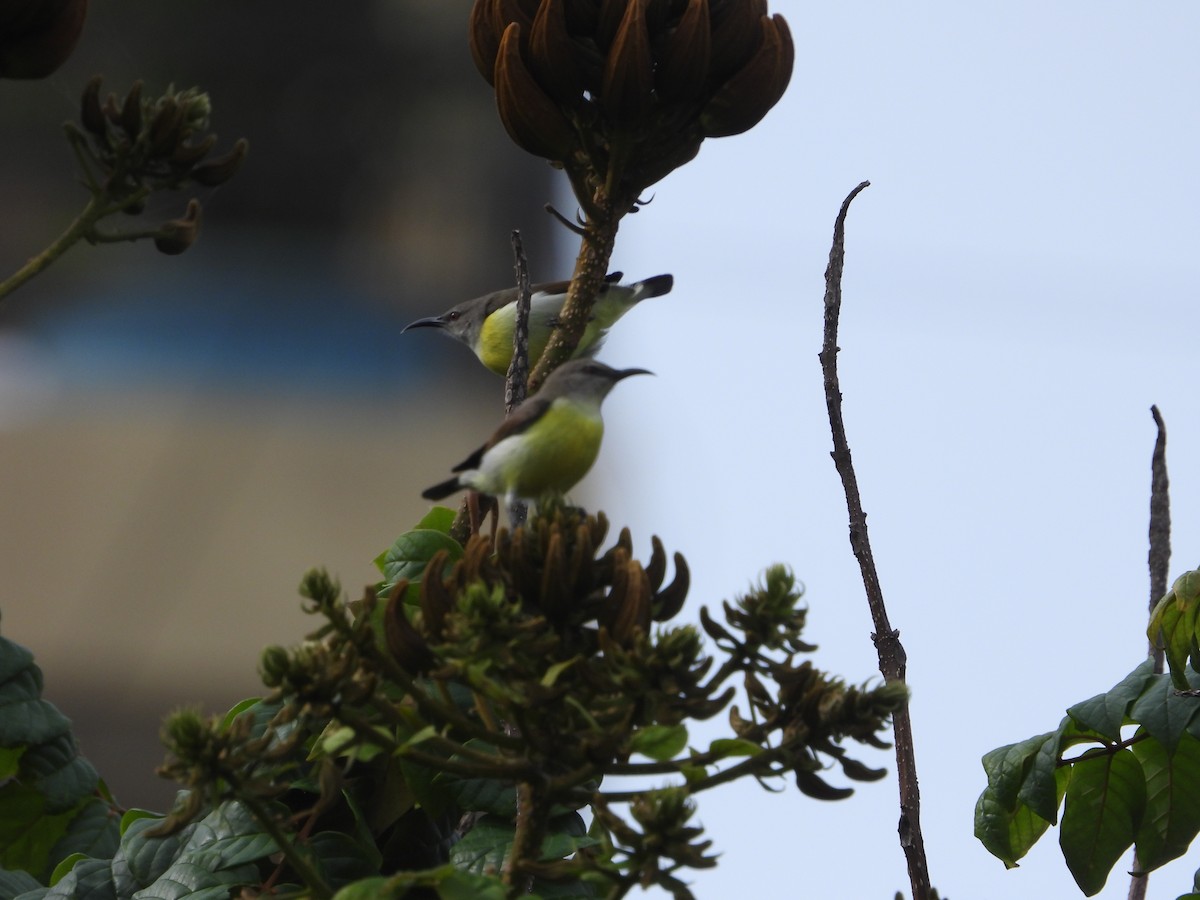 Purple-rumped Sunbird - ML623315481