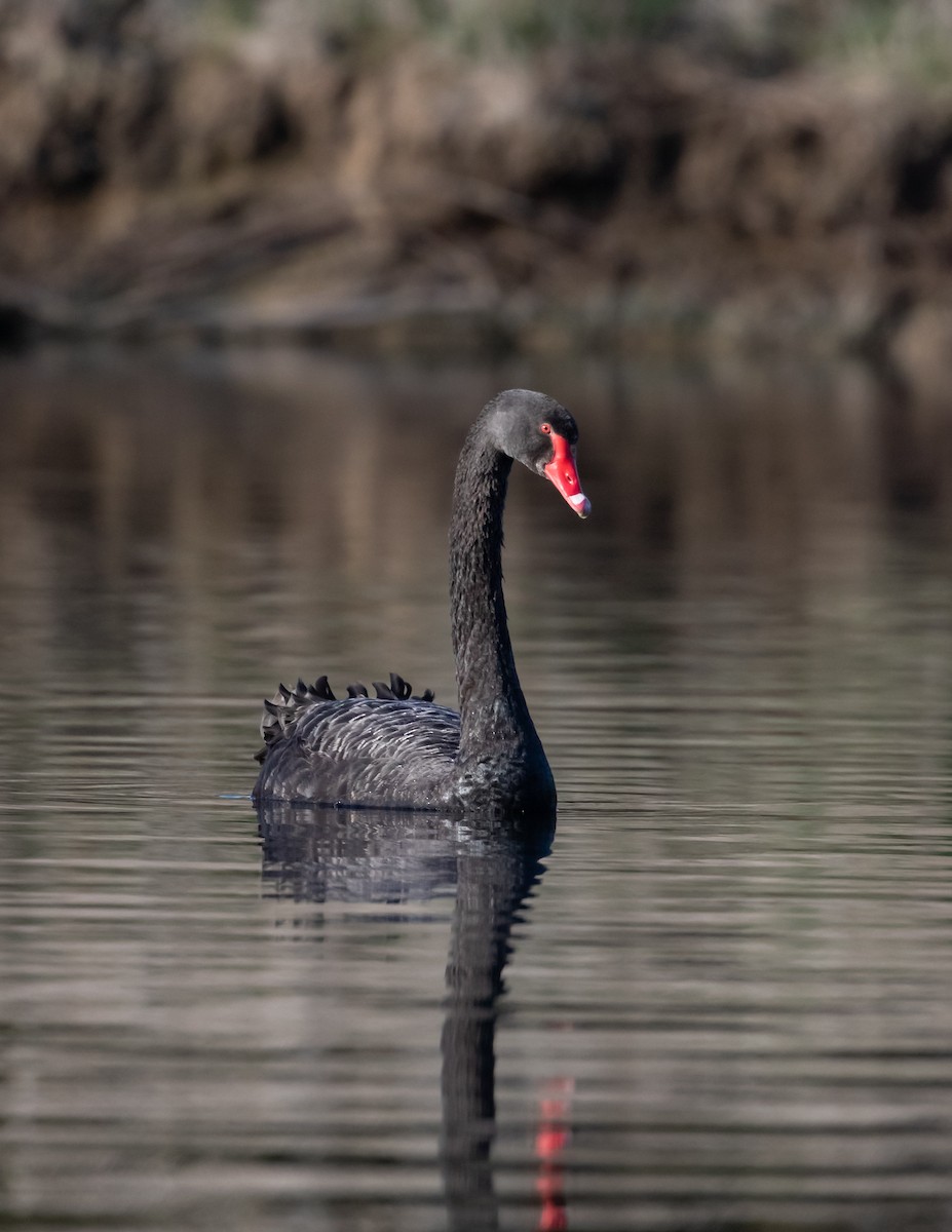 Cisne Negro - ML623315486