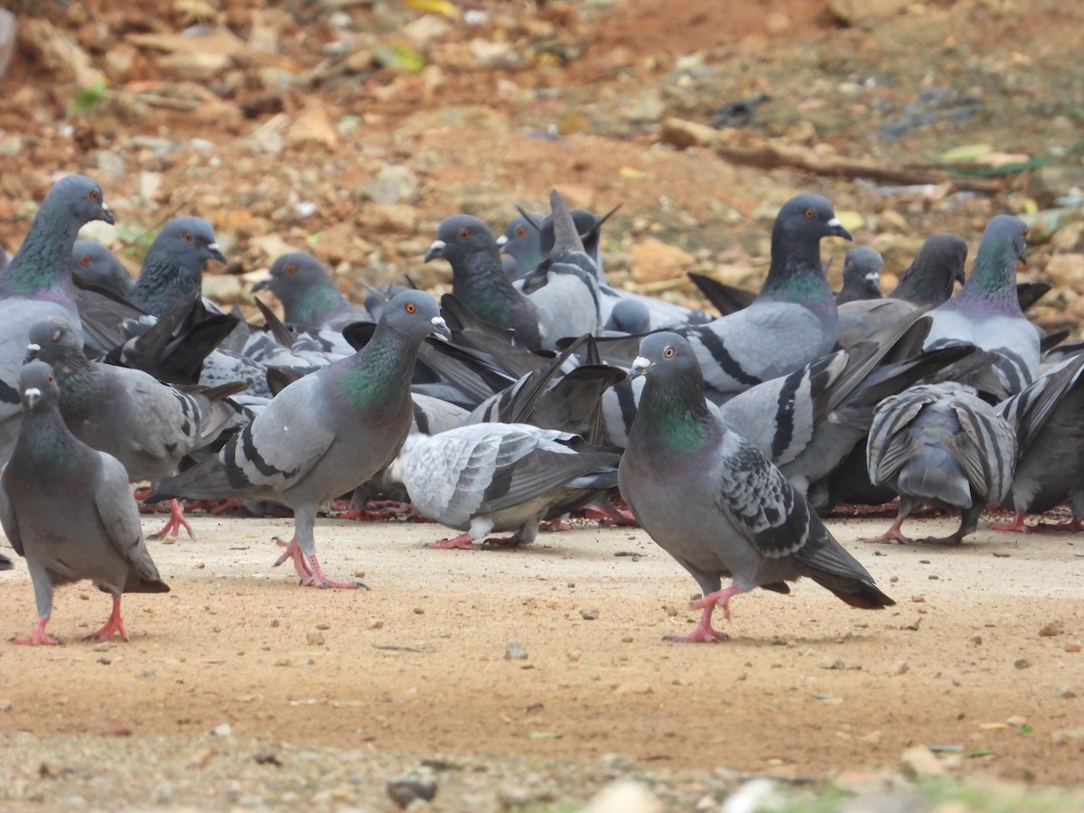 Rock Pigeon (Feral Pigeon) - ML623315488