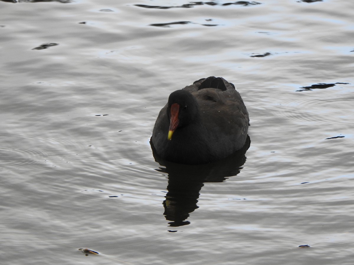 Dusky Moorhen - ML623315499