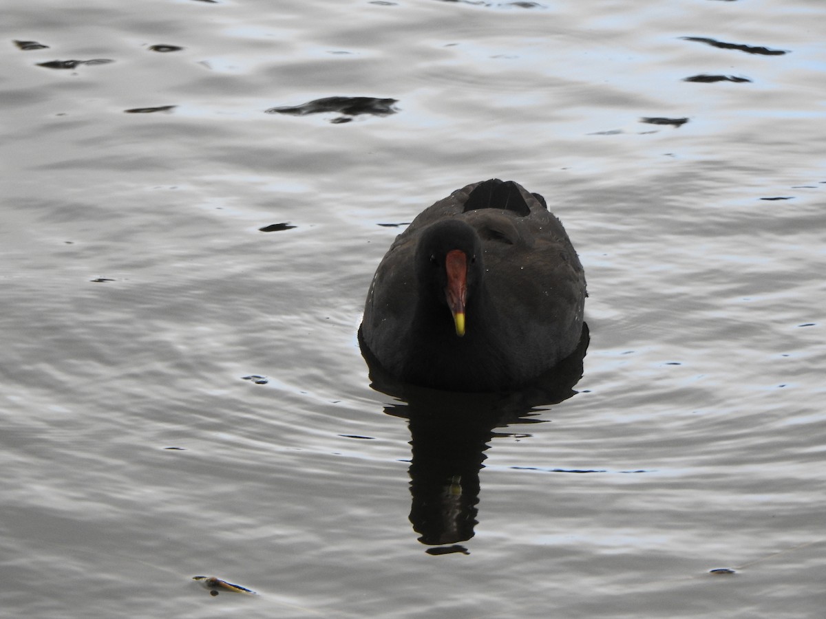 Dusky Moorhen - ML623315500