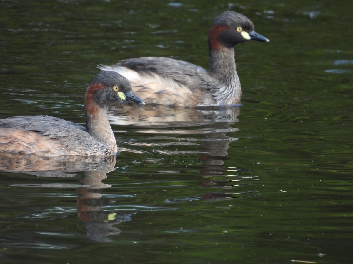 Australasian Grebe - ML623315570