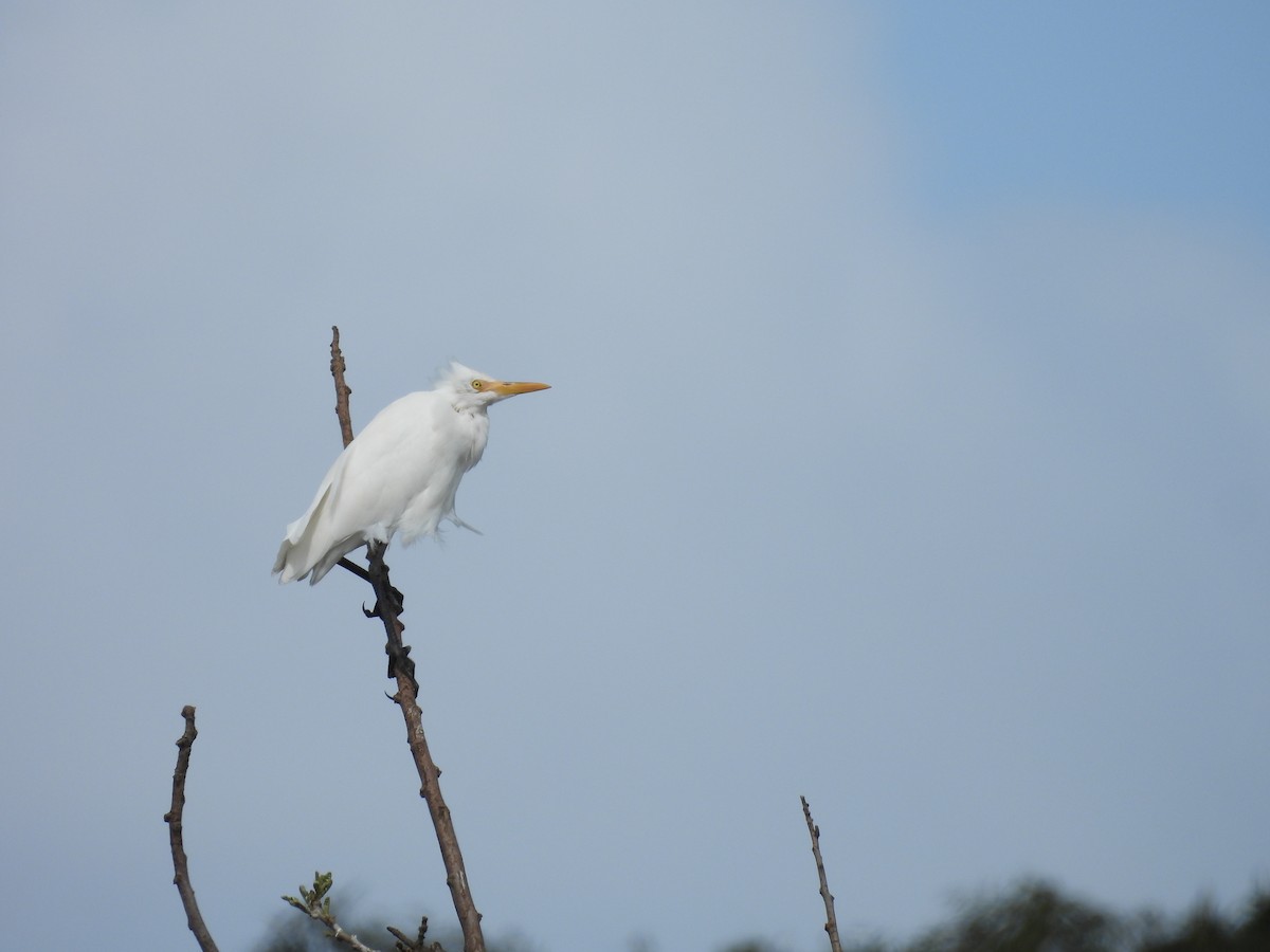 Eastern Cattle Egret - ML623315572