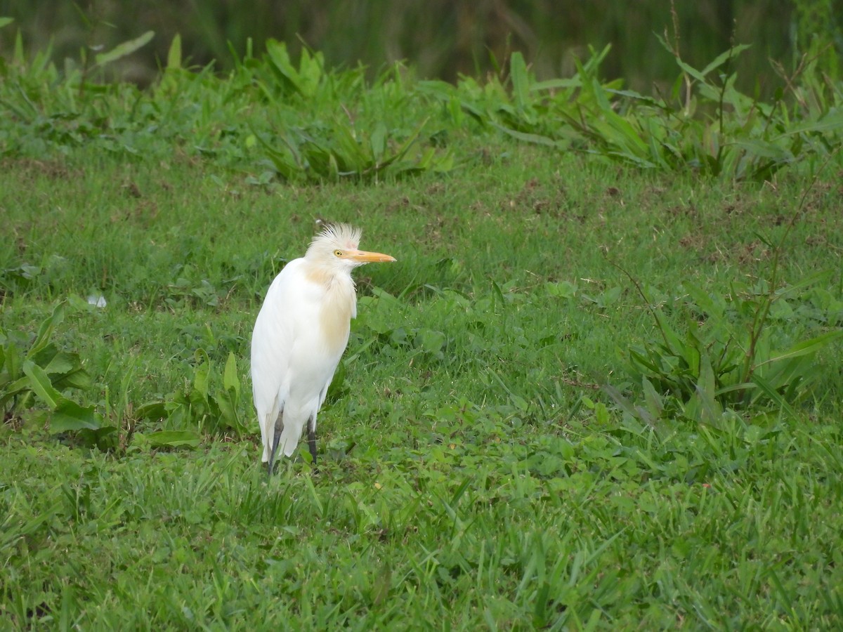 Eastern Cattle Egret - ML623315573