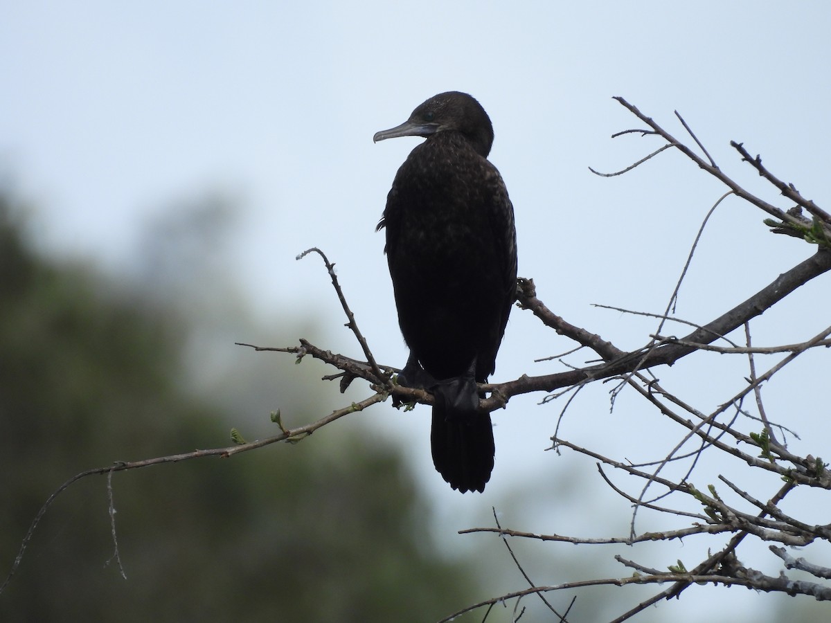 Little Black Cormorant - ML623315574