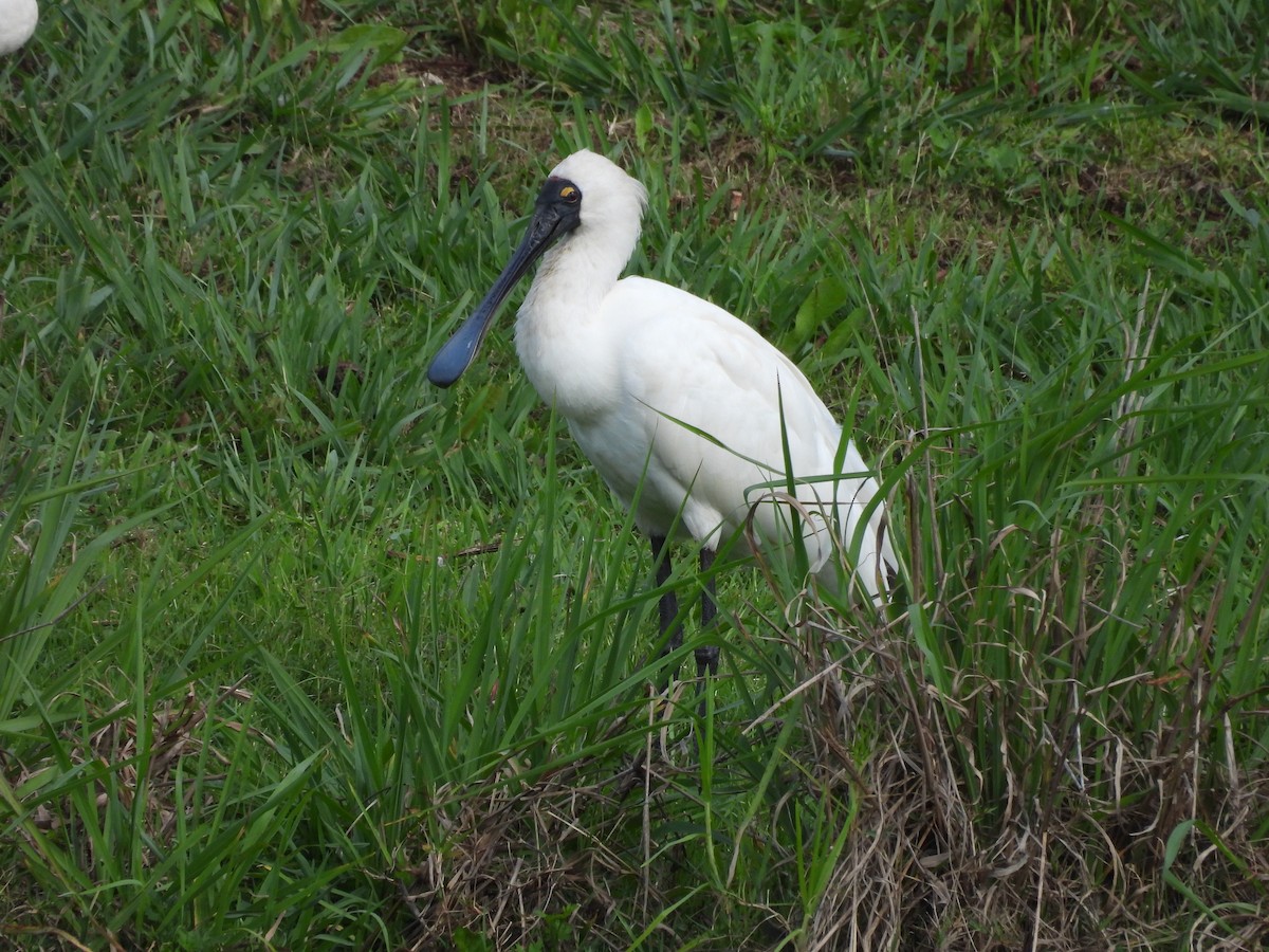 Royal Spoonbill - ML623315576