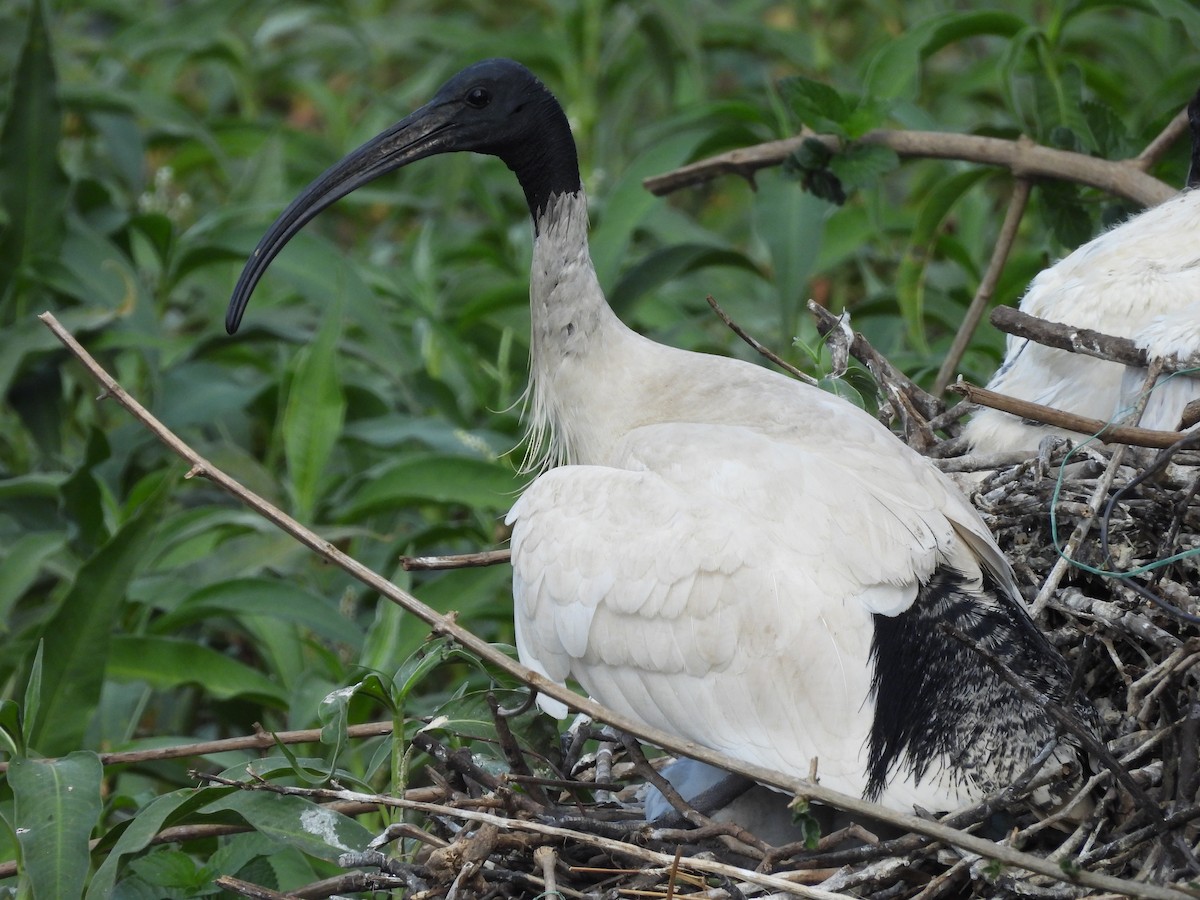 ibis australský - ML623315578