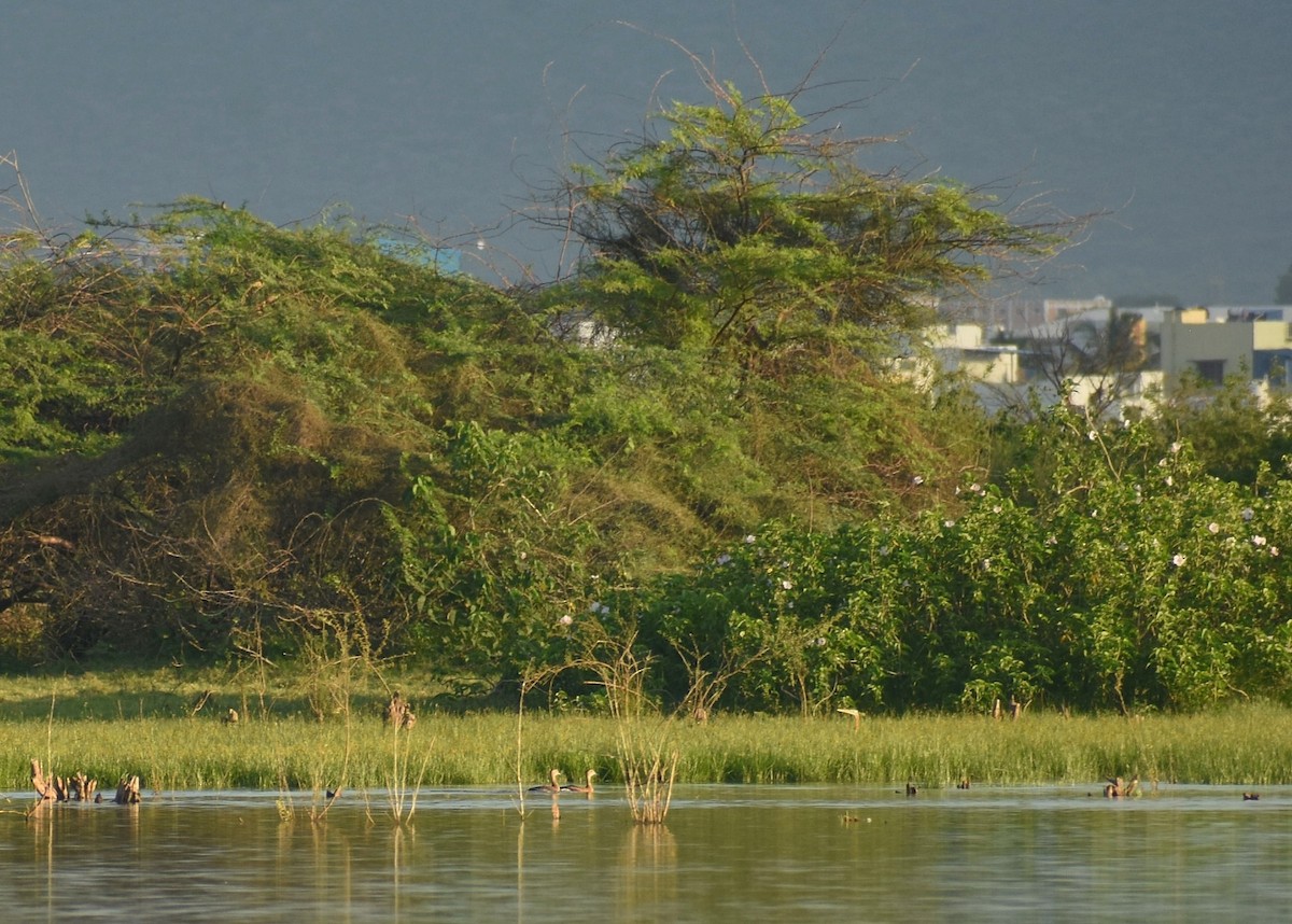 Lesser Whistling-Duck - Anand Birdlife