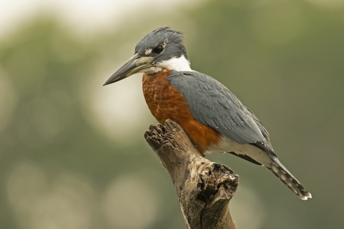 Ringed Kingfisher (Northern) - ML623315623