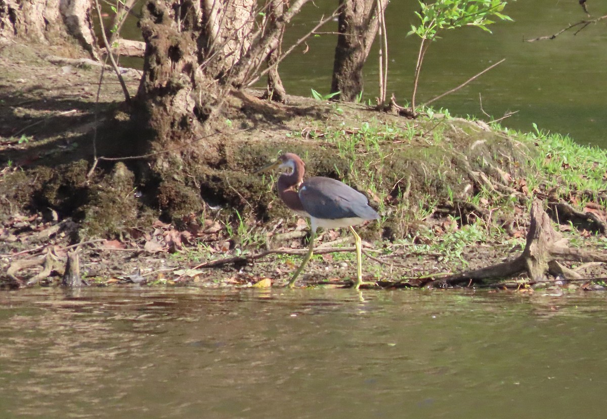 Tricolored Heron - ML623315628