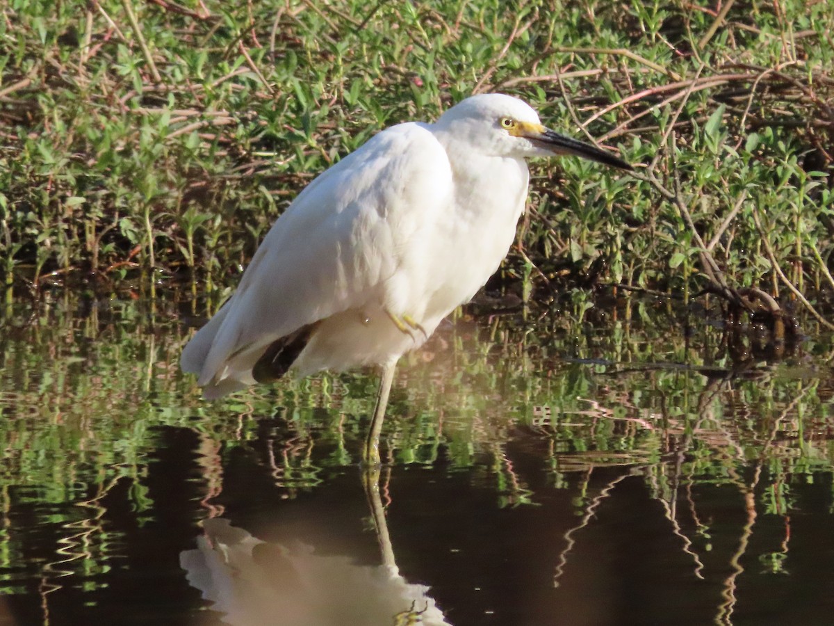 Snowy Egret - ML623315629