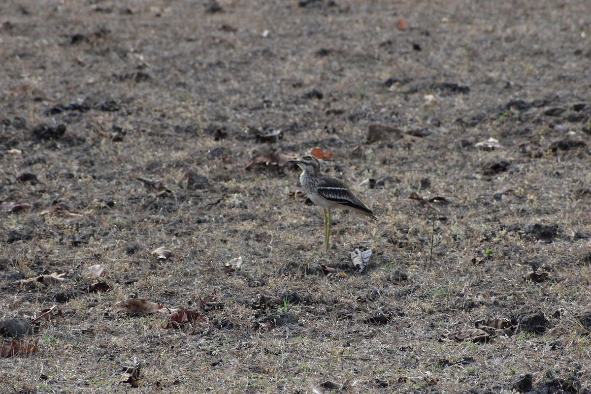 Indian Thick-knee - ML623315640