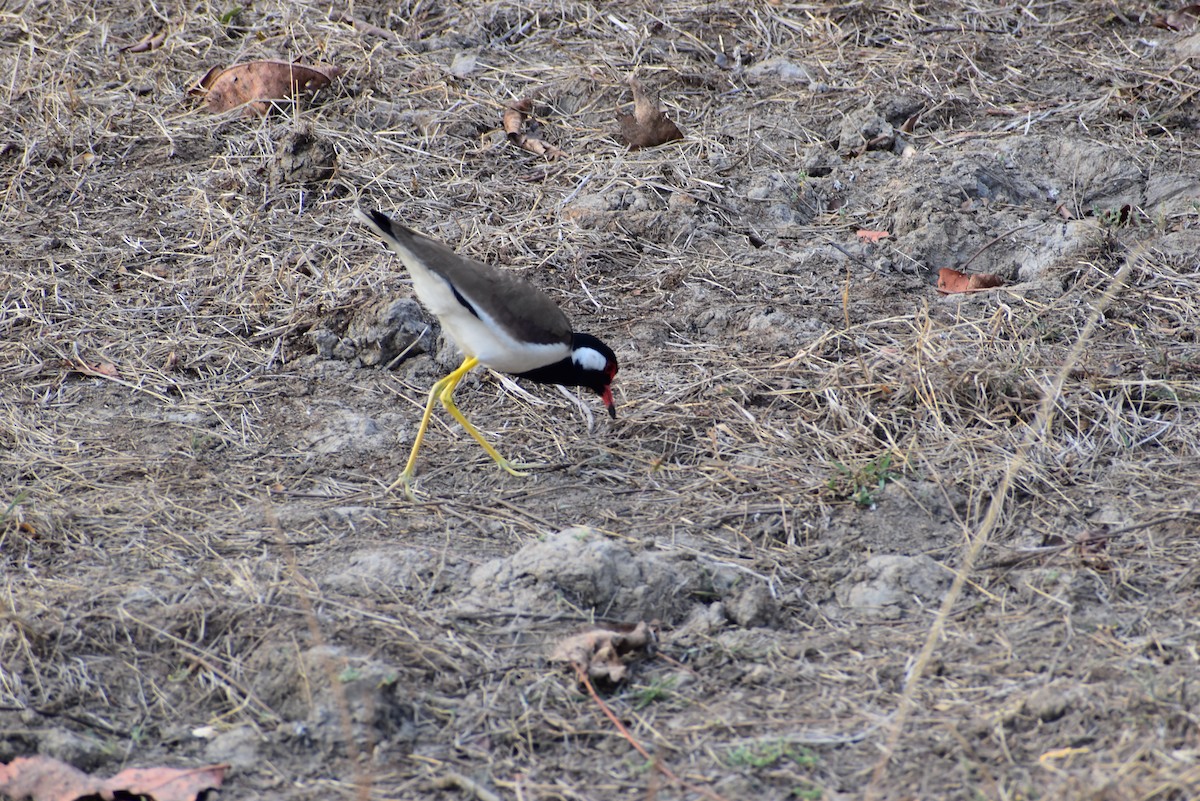 Red-wattled Lapwing - ML623315651