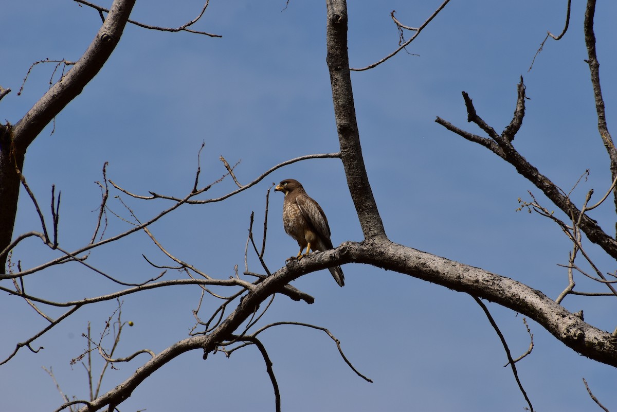 White-eyed Buzzard - ML623315665