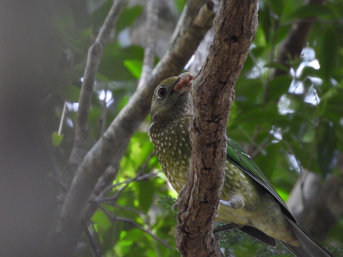 Green Catbird - ML623315677