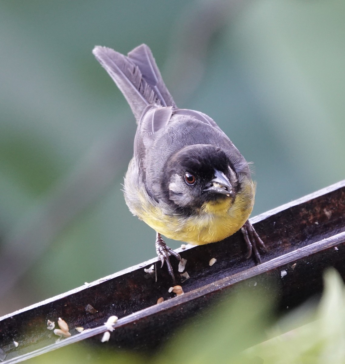 Santa Marta Brushfinch - ML623315708