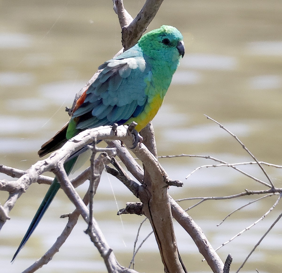 Red-rumped Parrot - ML623315711