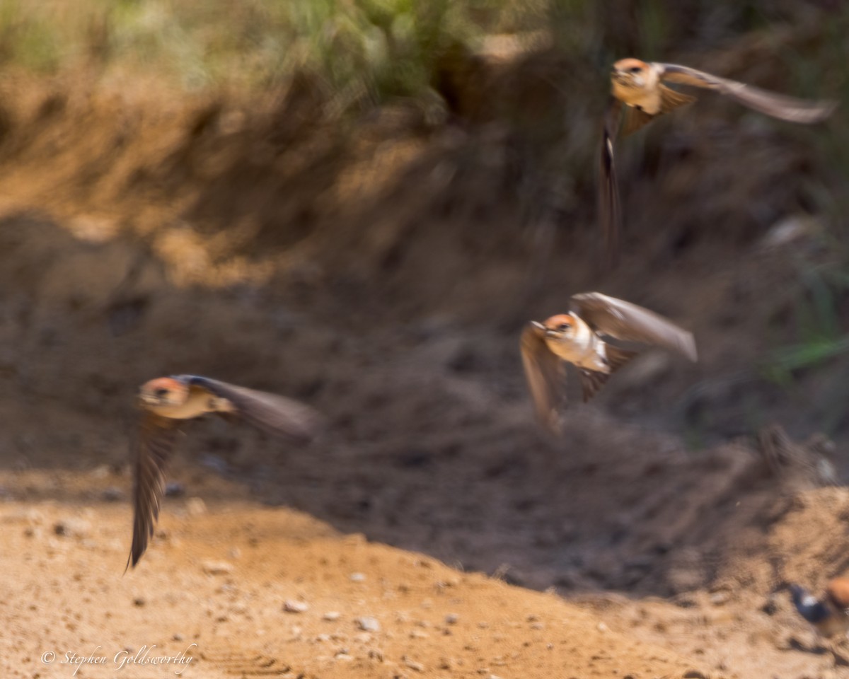 Fairy Martin - ML623315799