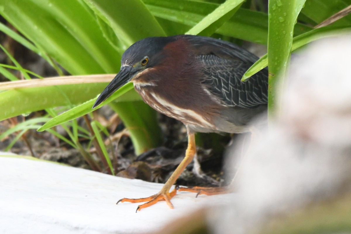 Green Heron - ML623315844