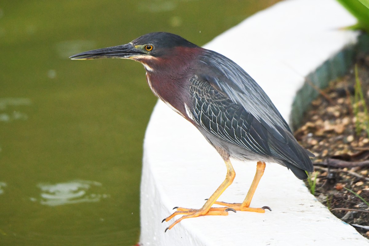 Green Heron - ML623315845