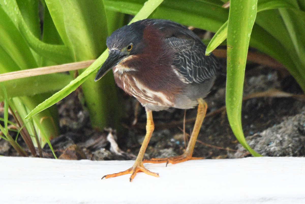 Green Heron - ML623315846