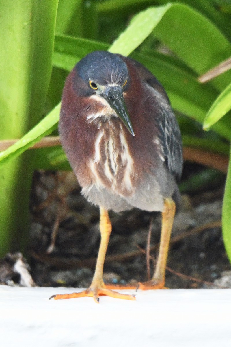 Green Heron - ML623315847