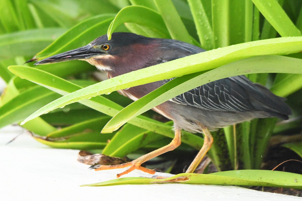 Green Heron - Mário Estevens