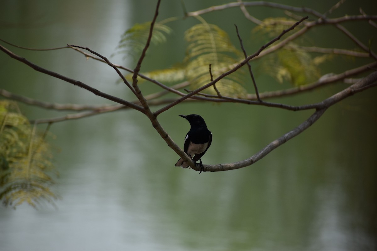 Oriental Magpie-Robin - ML623315855