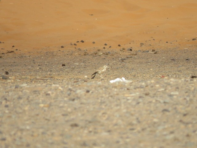 Greater Hoopoe-Lark - ML623315858