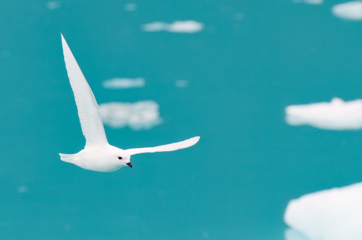 Snow Petrel - ML623315901