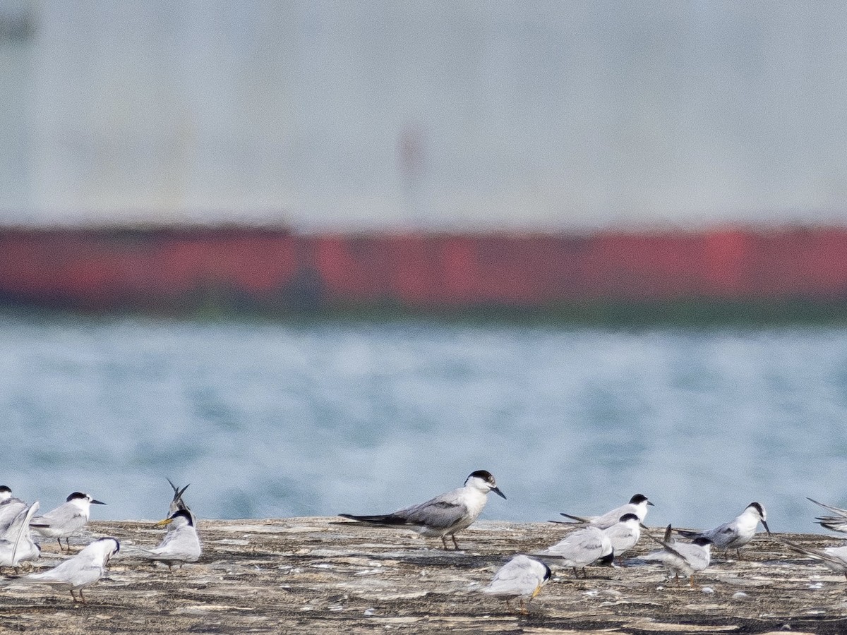 Common Tern - ML623315903