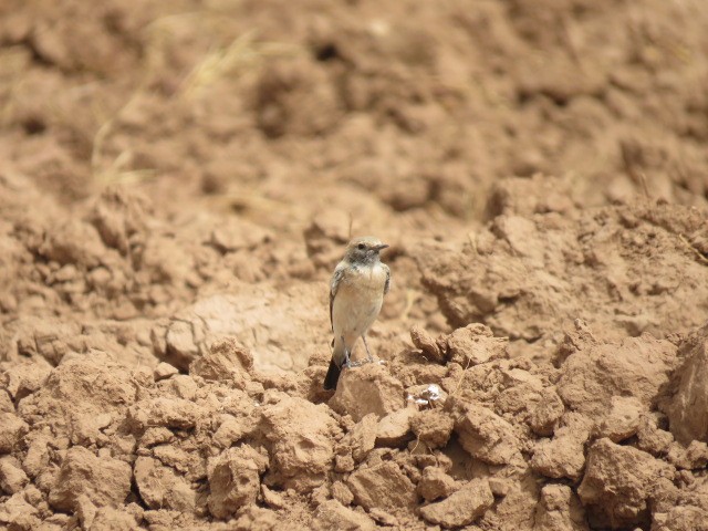 Desert Wheatear - Ovidi Alcover