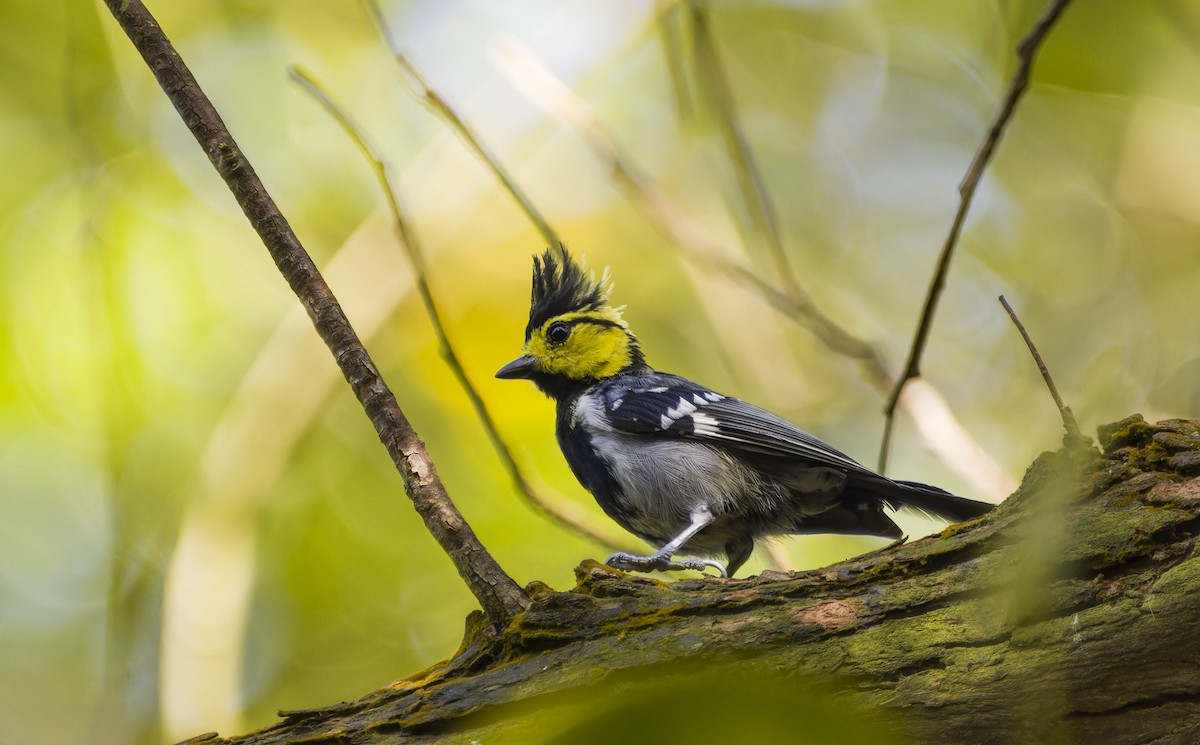 Yellow-cheeked Tit - ML623315954