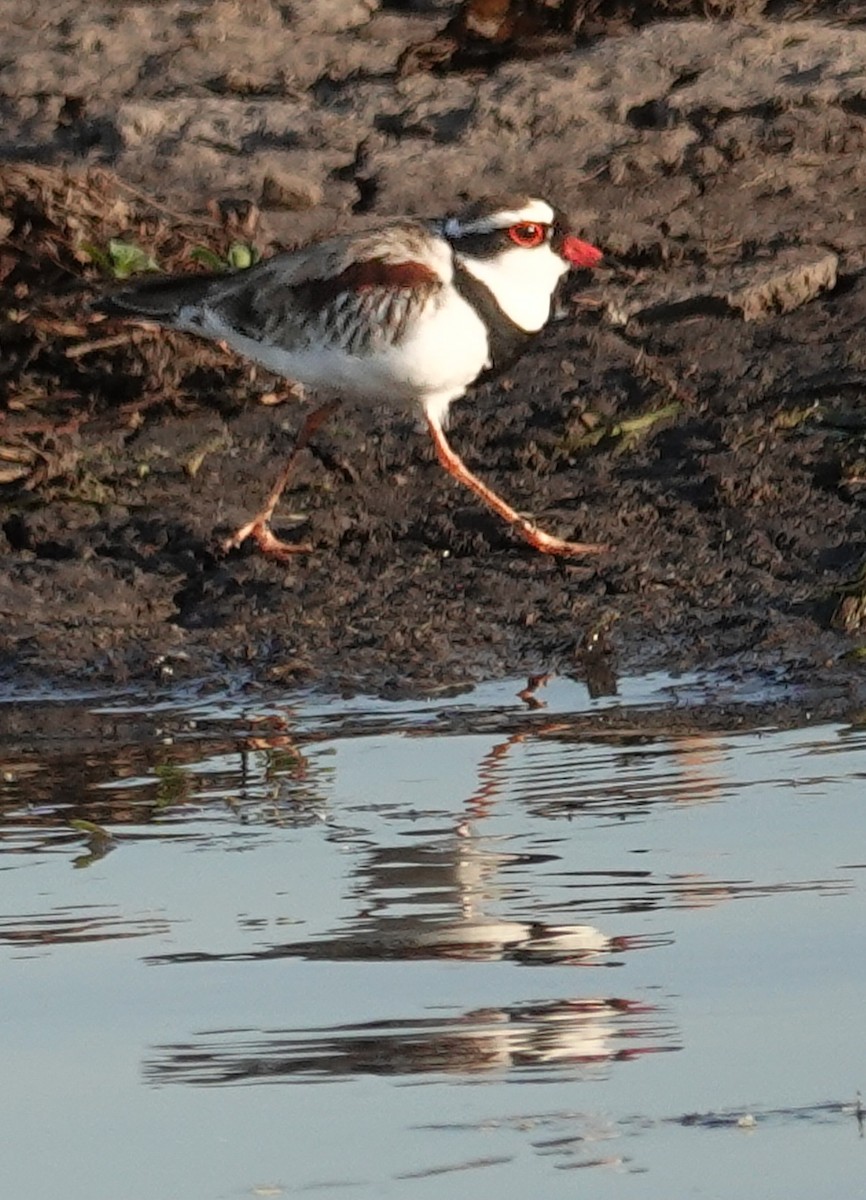 Black-fronted Dotterel - ML623315955