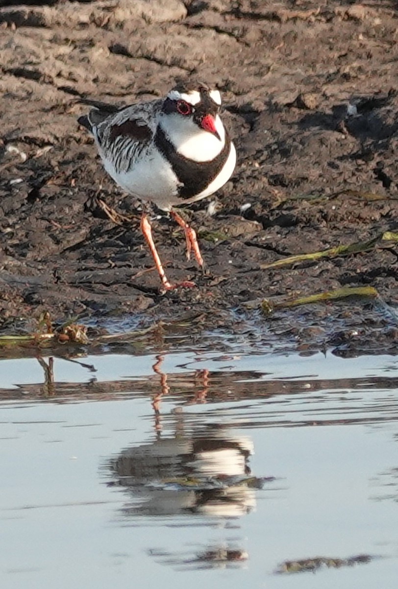 Black-fronted Dotterel - ML623315956