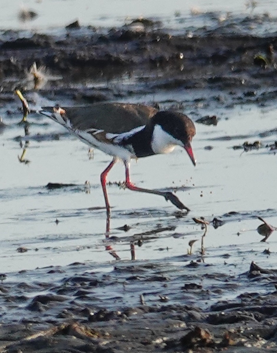 Red-kneed Dotterel - ML623315963