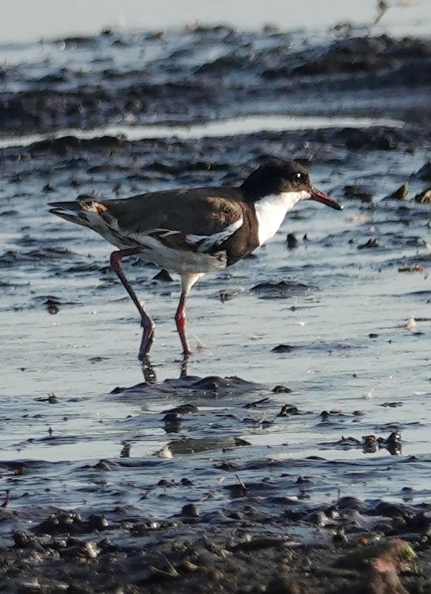 Red-kneed Dotterel - ML623315964