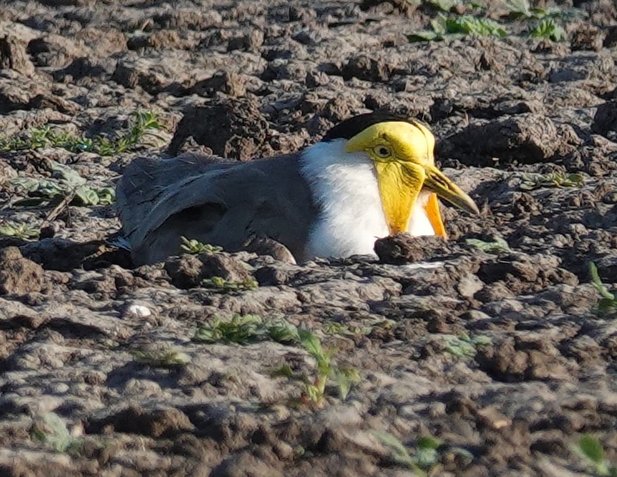 Masked Lapwing - ML623315971