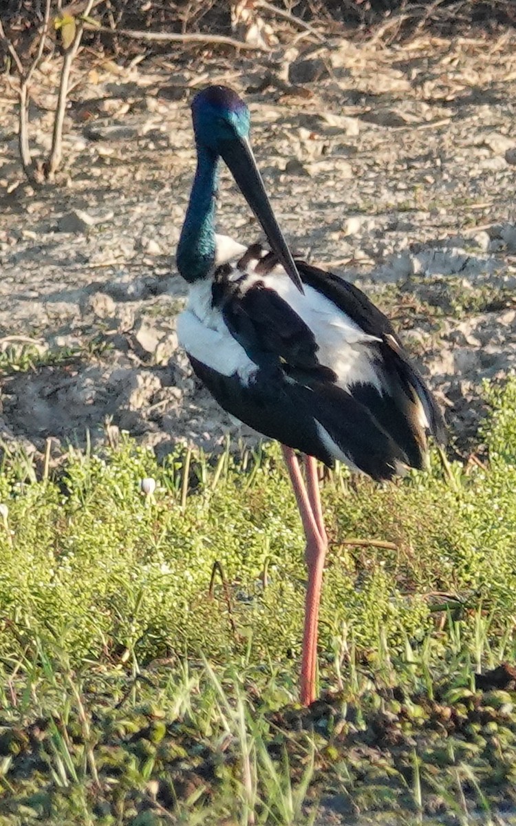 Black-necked Stork - ML623315988