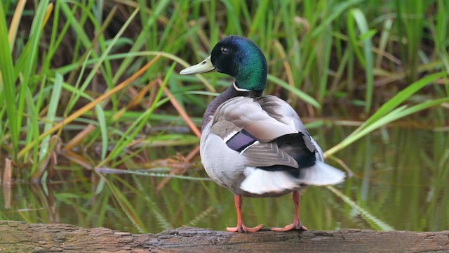 Mallard - ML623316037