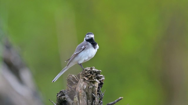 White Wagtail - ML623316071