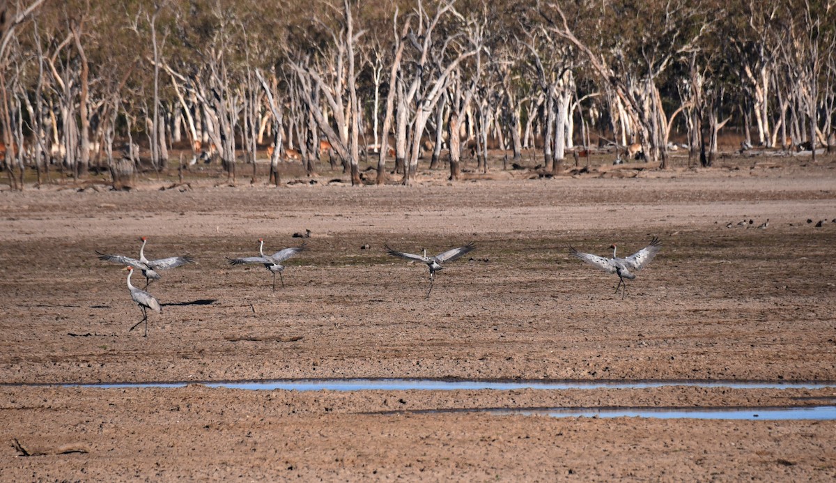 Sarus Crane - ML623316078