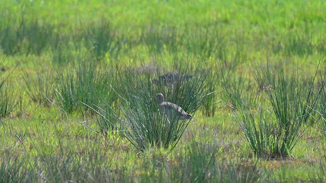 Eurasian Curlew - ML623316084