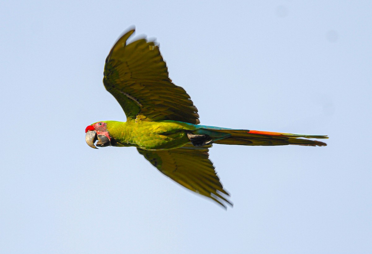 Great Green Macaw - ML623316091