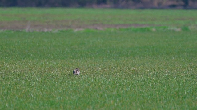 Eurasian Curlew - ML623316120