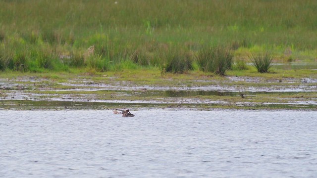 Garganey - ML623316134