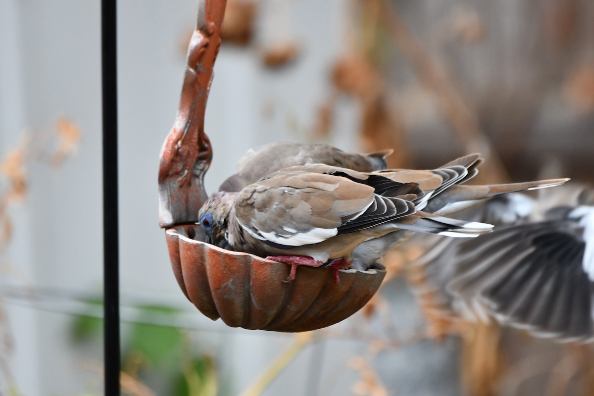 White-winged Dove - ML623316153