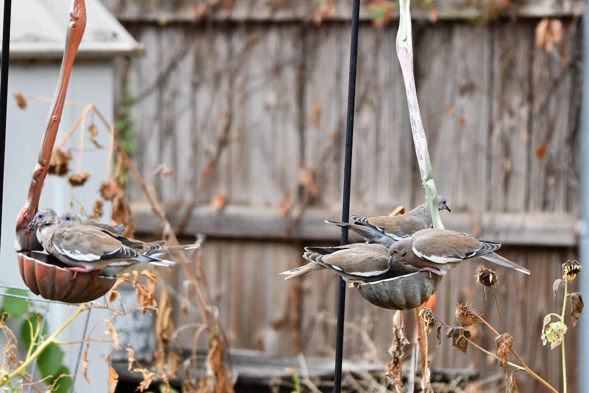 White-winged Dove - ML623316154