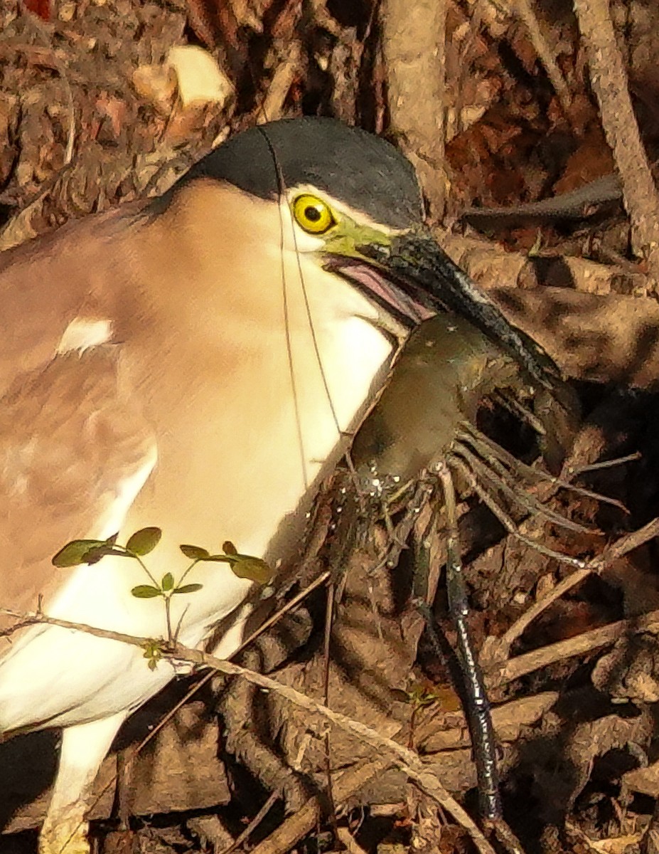 Nankeen Night Heron - ML623316172